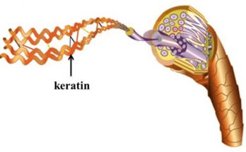 Keratin và vai trò của nó đối với tóc
